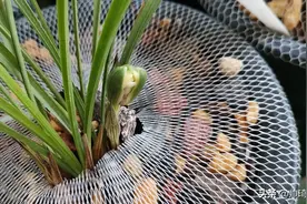 春兰贺神梅开花记录图片