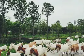 群羊组团去过端午节！据说福利不错哦！图片