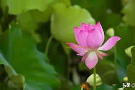 你见过荷花从开到合全过程吗？太美了！视频封面