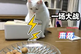 足控福利，看小猫咪大战盘中龙眼！好吧，我承认我们都太无聊了