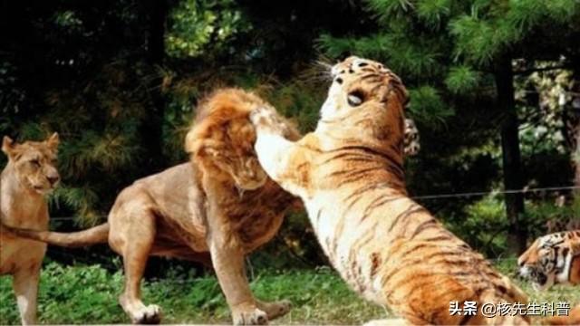 头条问答 - 非洲雄狮对战东北虎,谁会获胜?(139个回答)