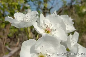 桃花红梨花白图片