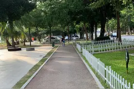 第一次看到挂在树上的椰子