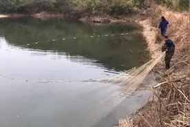 小伙跑深山水塘抓鱼，小水塘暗藏这么多鱼，还意外收获条鳊鱼视频封面