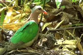 国内百分之九十的人没见过的绿斑鸠 漂亮极了