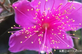 桃金娘，俗称：山稔，岗稔，稔子图片