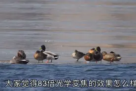 测试尼康p900s83倍光学变焦，和数字变焦的能力，供大家参考！视频封面