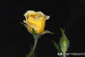 雨后的花朵图片