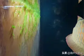 大家认为：鱼缸上的绿藻是否需要擦掉呢？视频封面