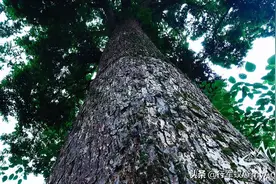 你见过真正的金丝楠木吗？一起来品读拥有几百年历史的金丝楠木视频封面