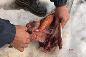东北老爹在大雪地收拾一米长的大鲅鱼，破开鱼肚后居然有大坨鱼籽