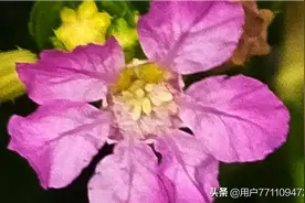 花儿的世界多美好！图片