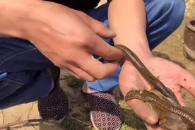 在农村这样大的蚂蝗 一个两块钱 晒干了一斤好几百呢视频封面