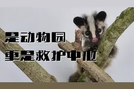 黄山野生动物园，是一个县级公立动物园，行政级别低，经费不足视频封面