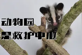 黄山野生动物园，是一个县级公立动物园，行政级别低，经费不足视频封面