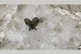 我家卫生间好多这种蚊子，是什么，谁科普下？图片