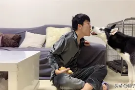 好狗是不会吃主人手里的食物的，哈士奇就不一样了，直接吃嘴里的视频封面