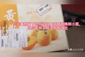 吃完黄桃留下的核可以拿来育种桃树小苗以后不用买桃子就有得吃
