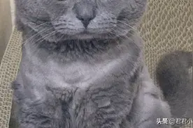 我是一只面无表情的蓝猫图片