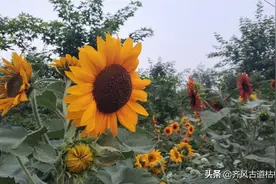 公社向阳花图片