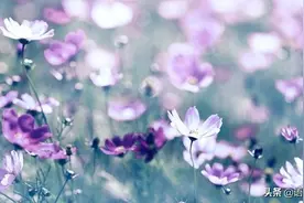 《格桑花》图片
