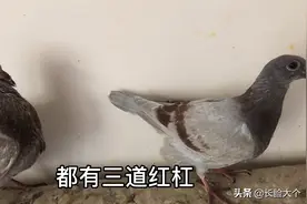 这次瓦灰和红二线配对，出了两只红二线小鸽子，等换过羽毛更漂亮