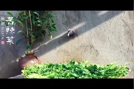 湖北方言叫苦辣菜，腌制十五天左右，用来炒肉或做鱼，味道超级棒视频封面