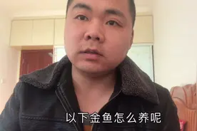 家养金鱼能活几年？该怎么养？视频封面