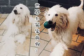 被称为世界上最笨的狗？其实一点都不笨，还会叫人吃饭起床！