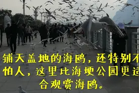 昆明看海鸥哪里好？你以为是网红海埂公园，错了？这里更好！！视频封面