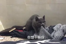 未成年猫咪发情？6个月英短蓝猫是母猫，却做出公猫专属发情动作