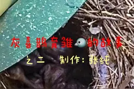 之二    窗台下的小喜鹊终于破壳而出🐣它们得到爸妈的精心照料