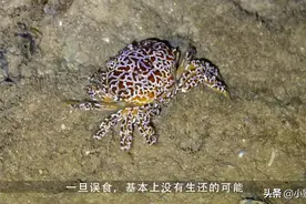 五种有毒的螃蟹，至今没研究出抗毒血清
