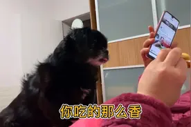 狗狗想吃东西，不停舔嘴暗示主人给它吃点，急的还跳身上来了