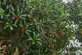 本地杨梅快熟了图片