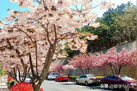 樱花小镇的双樱盛开图片