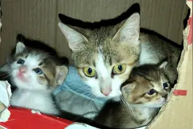 猫妈感觉有人对孩子不利，护犊情深，就算是主人也大打出手视频封面