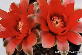 多肉—绯花玉图片