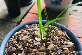 昨天搞到几颗兰花，有春剑龙根苗水晶斑，龙形扭叶草和几颗哑巴草