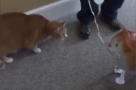 主人带回一只充气猫，被猫咪一巴掌泄了气，镜头拍下搞笑画面视频封面