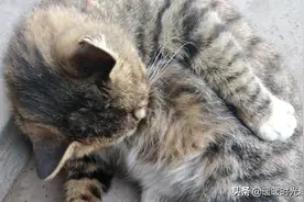 好久不见，你们学校的猫还好吗？猫猫很愤怒：再不来就毕业了！图片