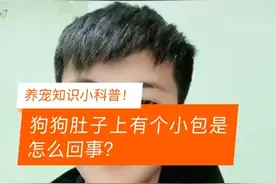 狗狗肚子上有个小包是怎么回事？视频封面