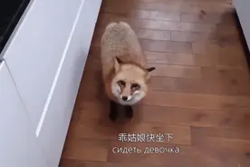 能听懂人话的狐狸🦊，走哪跟哪，养它当宠物也太幸福了吧。视频封面