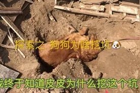 解密狗狗为啥挖坑/居然是为了躺进去晒太阳哈哈/再围观皮皮做拉伸视频封面