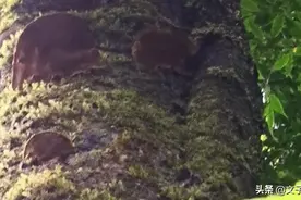 湖南张家界桑植县野生桑树桑黄图片