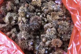 广东深山发现一种罕见奇果，类似板栗，满山都是，你认识吗？视频封面
