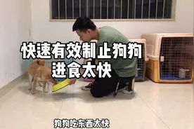 快速有效制止狗狗进食太快视频封面