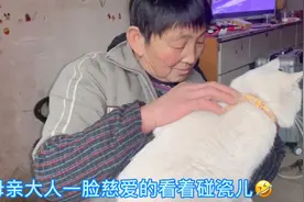 大型真香现场：你只管把猫带回家，剩下的交给猫，妈妈猫来搞定视频封面