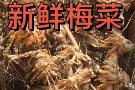 新鲜梅菜做扣肉，纯手工腌制好的，全程都是小妹做的视频封面