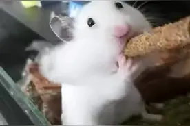 住嘴啊！！不要再吃了！！！